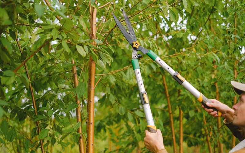 Tree trimming in Sassamansville, PA